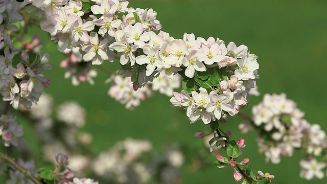 CU苹果树开花和开花(苹果)/ Merzkirchen，莱茵兰-普法尔茨，德国视频素材