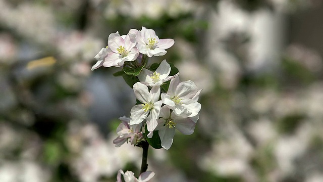 CU苹果树开花和开花(苹果)/ Merzkirchen，莱茵兰-普法尔茨，德国视频素材