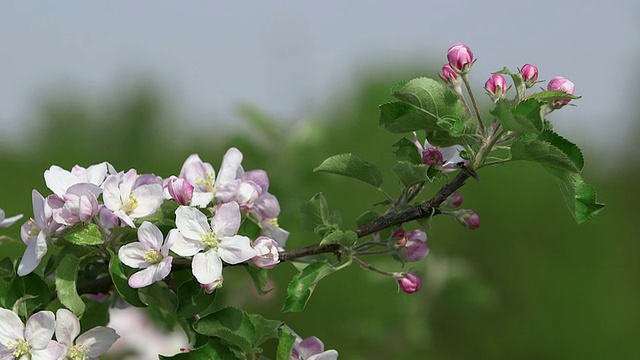 CU苹果树开花和开花(苹果)/ Merzkirchen，莱茵兰-普法尔茨，德国视频素材