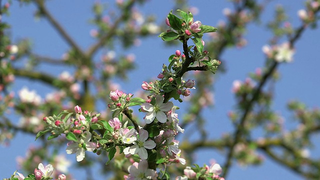 CU苹果树开花和开花(苹果)/ Merzkirchen，莱茵兰-普法尔茨，德国视频素材