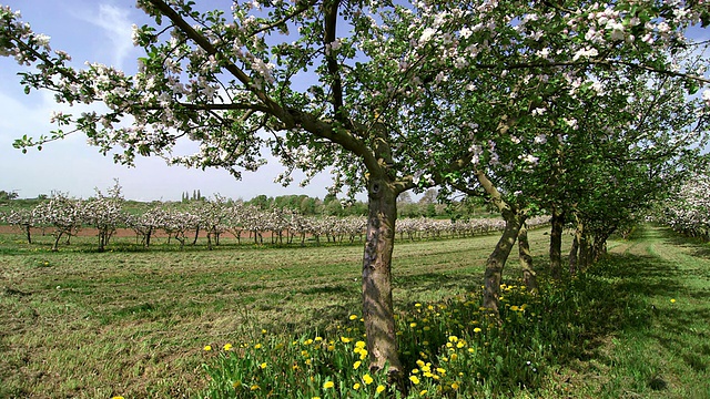 开花苹果树(苹果)/ Merzkirchen，莱茵兰-普法尔茨，德国视频素材