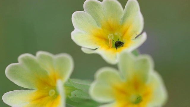 黄樱草(Primula vulgaris)昆虫的ECU拍摄/德国莱茵兰-普法尔茨Saarburg视频素材