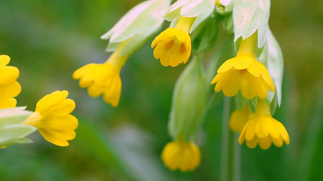 黄樱草(Primula vulgaris) /德国莱茵兰-普法尔茨Saarburg视频素材