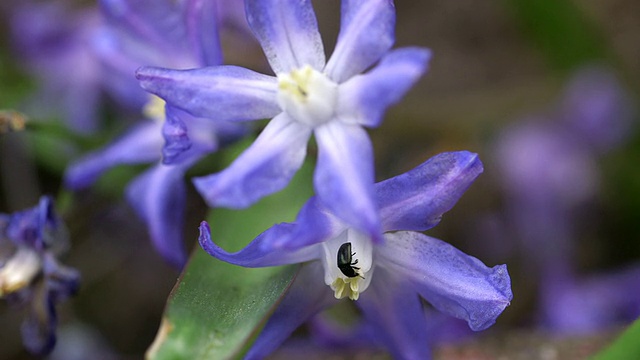 德国莱茵兰-普法尔茨Saarburg的蓝色scilla (scilla bifolia)昆虫图片视频素材