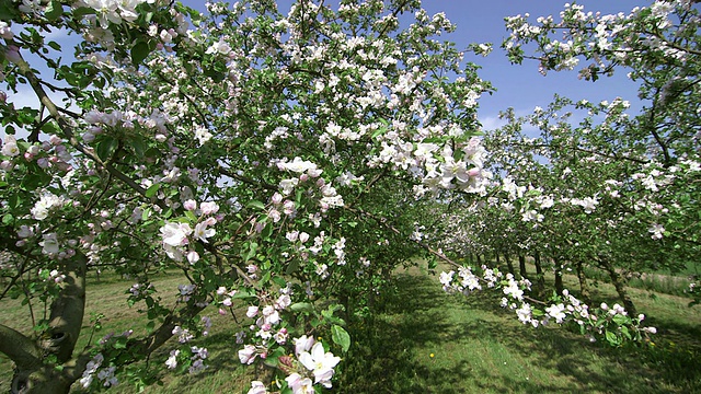 开花苹果树(苹果)/ Merzkirchen，莱茵兰-普法尔茨，德国视频素材