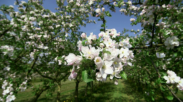 开花苹果树(苹果)/ Merzkirchen，莱茵兰-普法尔茨，德国视频素材