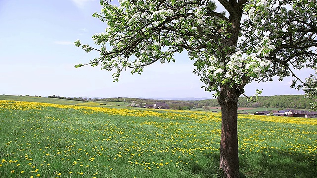 德国莱茵兰-普法尔茨Merzkirchen的蒲公英草坪(蒲公英)，有房屋和苹果树视频素材