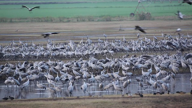 普通鹤(Grus Grus)聚集在水边，非常吵闹视频素材