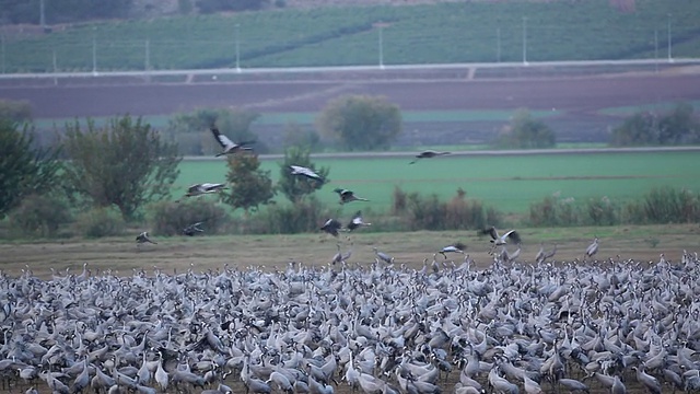 普通鹤(Grus Grus)——飞翔的鹤降落在空旷的田野上，成群结队，大声喧哗视频素材