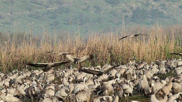 普通鹤(Grus Grus)——飞翔的鹤降落在空旷的田野上，成群结队，大声喧哗视频素材