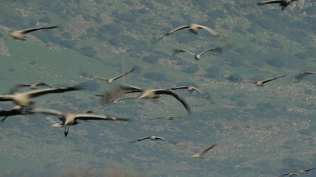 普通鹤(Grus Grus)——一群飞向镜头的鹤，大声的说话声视频素材