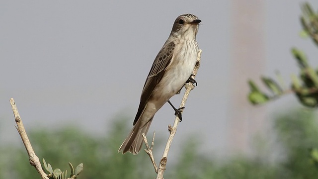 斑点捕蝇草(Muscicapa striata)在树枝上，飞走了视频素材