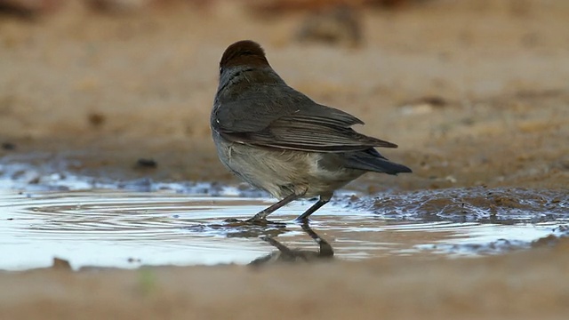 黑帽(Sylvia atricapilla)女性在一个水池在沙漠洗澡视频素材