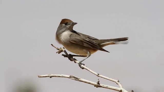 黑头莺(Sylvia atricapilla)在树枝上，飞走了视频素材