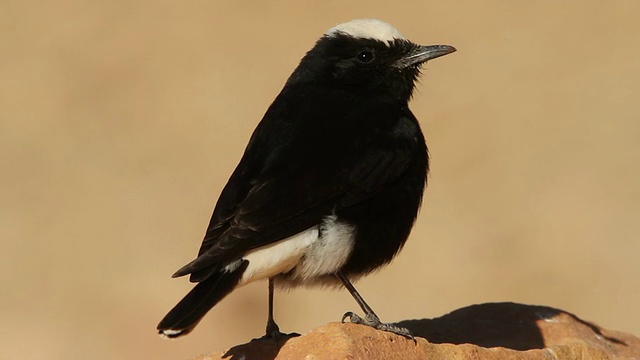 白冠小麦(Oenanthe leucopyga) CU在沙漠岩石上视频素材