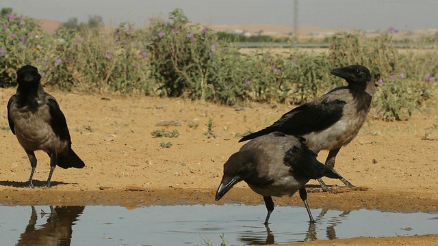 乌鸦(Corvus cornix) 3只乌鸦靠近水，饮水和喂养视频素材