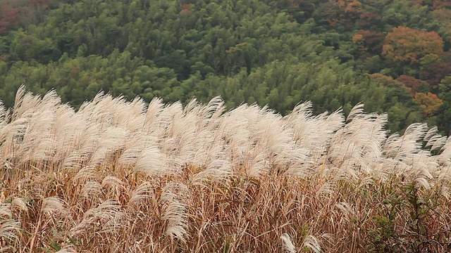 风中芦苇视频素材