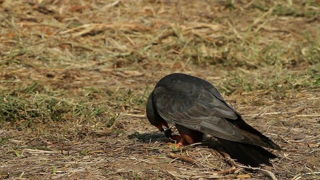 红足隼(Falco vespertinus)地面上的成年雄隼视频素材