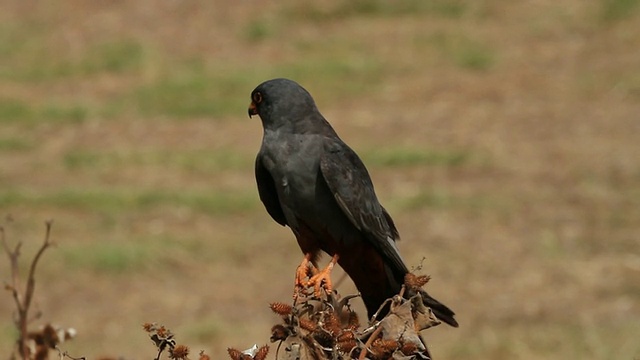 红足隼(Falco vespertinus)在干燥植物上抓挠的成年雄隼视频素材