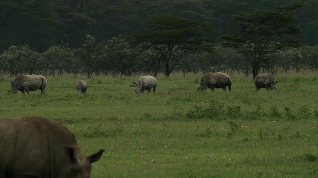 白犀牛或方唇犀牛(Ceratotherium simum)组5只放牧在绿色草原上视频素材