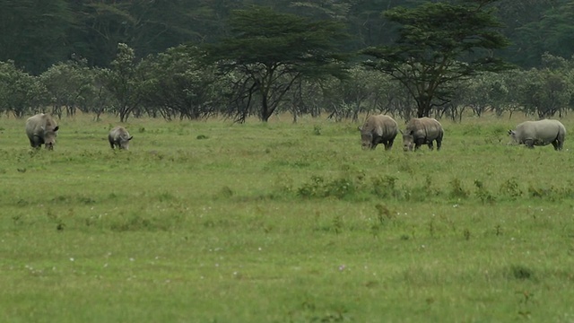 白犀牛或方唇犀牛(Ceratotherium simum)组5只放牧在绿色草原上视频素材