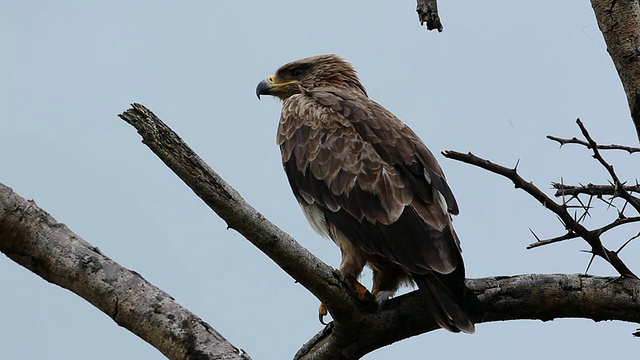 黄褐色的鹰(Aquila rapax)-在一棵干燥的树上，对着蓝天视频素材