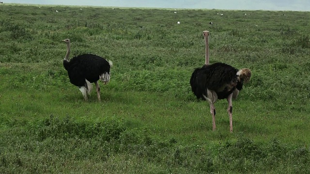 普通鸵鸟(Struthio camelus)- 2只雄鸟以青草为食视频素材