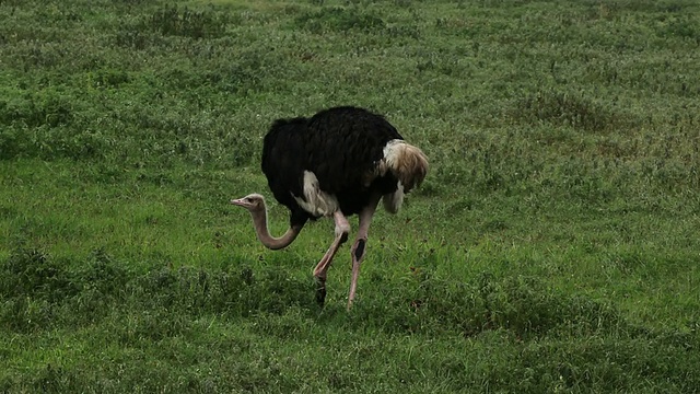 普通鸵鸟(Struthio camelus)——雄性以青草为食视频素材