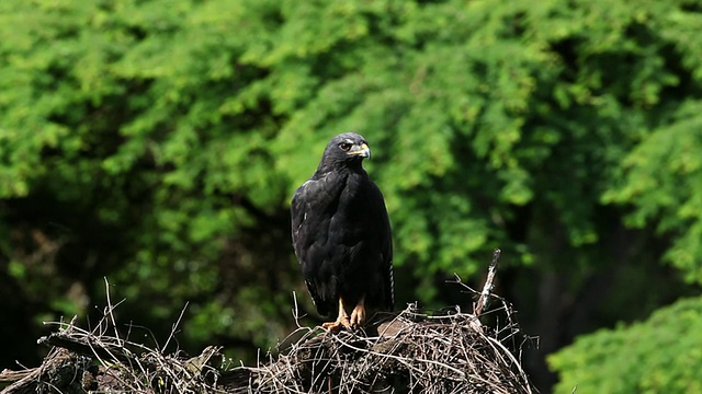 Augur Buzzard (Buteo Augur)-站在树枝上，下降和转身视频素材