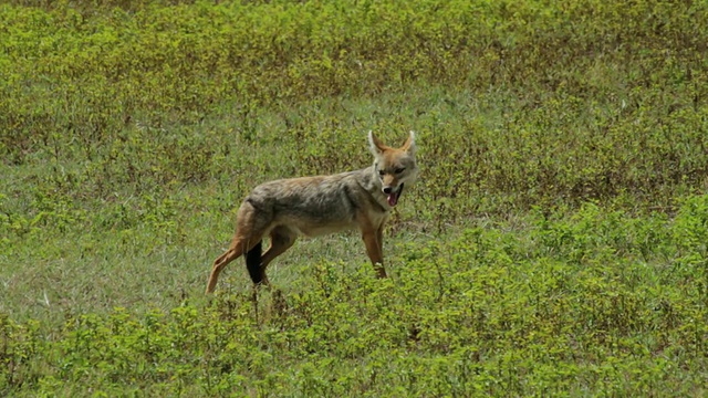 金色豺狼(Canis aureus)在绿色的草原上视频素材