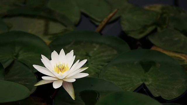 在和风中，荷花(睡莲)花和雨珠视频素材