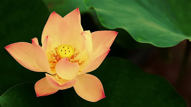 在和风中，荷花(睡莲)花和雨珠视频素材