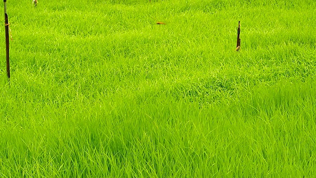 鹤射:草地视频素材