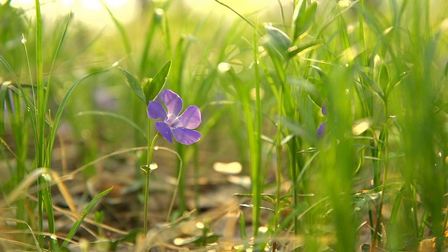 HD多莉:温和的花视频素材