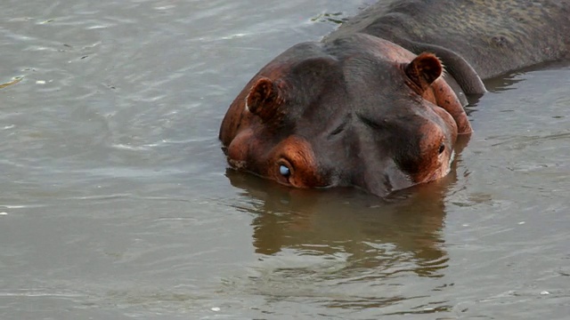 MS Blind hippo / Lukuzi，赞比亚东部视频素材