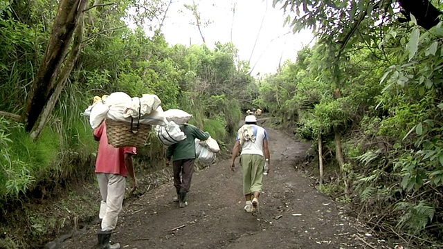 印度尼西亚爪哇伊真火山开采硫磺的工人视频素材