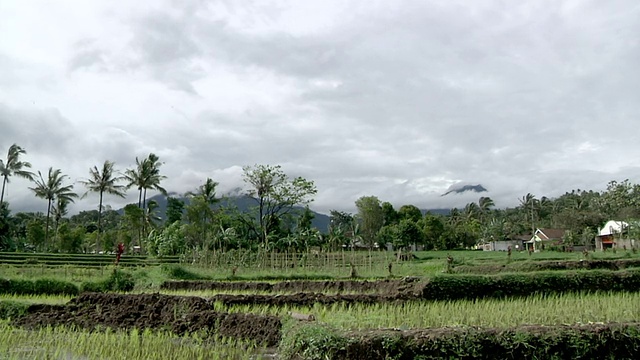 印度尼西亚爪哇伊真火山村的水稻种植视频素材