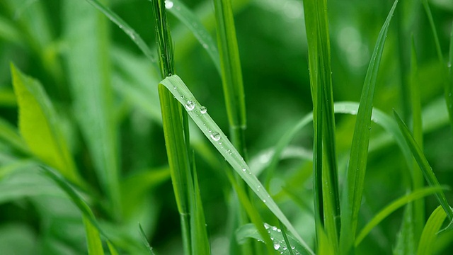 水珠草/ Kastel Staadt，莱茵兰-普法尔茨，德国视频素材