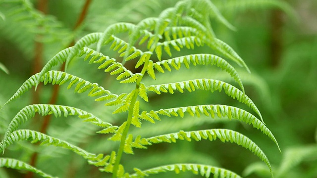 CU蕨类植物/ Kastel Staadt，莱茵兰普法尔茨，德国视频素材