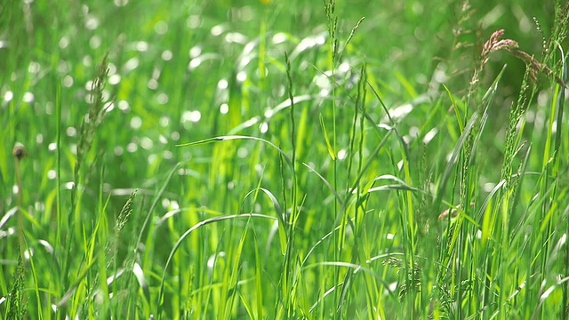 拍摄于德国莱茵兰普法尔茨的卡斯泰尔·施塔特草地视频素材