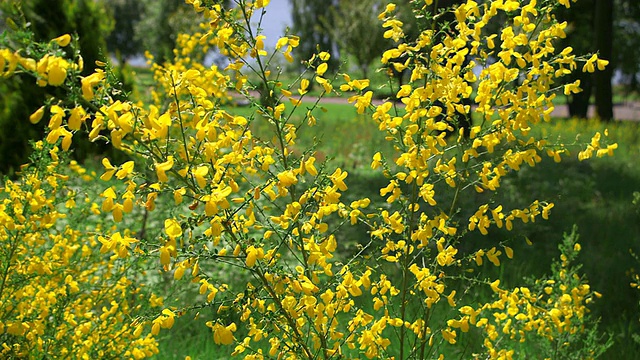 MS照片黄色扫帚，genista / Losheim，萨尔州，德国视频素材