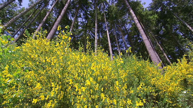 MS PAN低角度拍摄的黄色扫帚，genista / Losheim，萨尔，德国视频素材