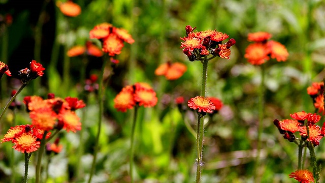 MS拍摄的橙色山楂，Hieracium / Losheim，萨尔，德国视频素材