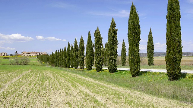 WS View of Cypress tree avenue通往意大利托斯卡纳Asciano的乡村别墅视频素材