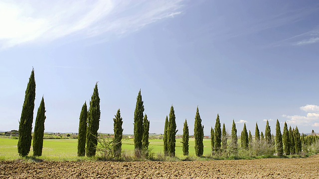 WS View of Cypress tree avenue / Asciano，托斯卡纳，意大利视频素材