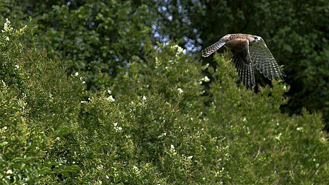 WS SLO MO普通红隼，falco tinnunculus，成人在Flight / Vieux Pont en Auge，诺曼底，法国视频素材