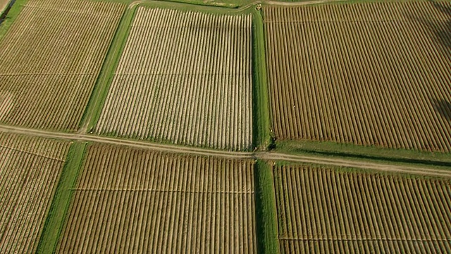 MS航拍flyover avery island tabasco fields /路易斯安那州，美国视频素材