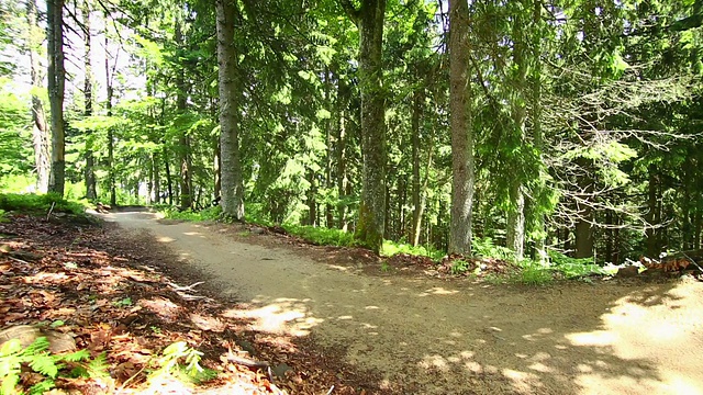 山地车在绿色的森林里骑车下山视频素材