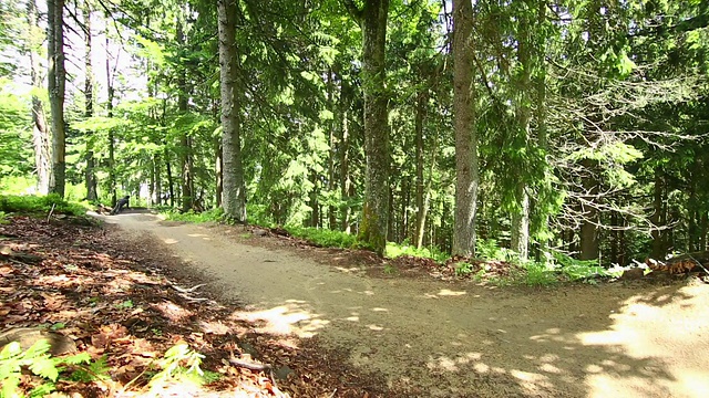 山地车在绿色的森林里骑车下山视频素材