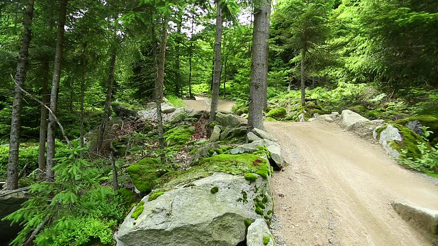 山地车在绿色的森林里骑车下山视频素材